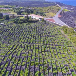 Explore Pico Whale Watching Expedition: Giants Beneath the Volcano for 7 days with Futurismo Azores Adventures and discover unforgettable experiences - Photo 2