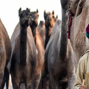 Explore Treasures of Rajasthan with Varanasi for 15 days with GeTS Holidays and discover unforgettable experiences - Photo 6