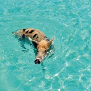 Explore Bahamas Intensive for 8 days with MEIERS WELTREISEN and discover unforgettable experiences - Photo 9