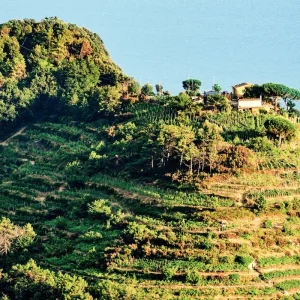 Explore Hike Cinque Terre in 8 Days for 8 days with ASI Reisen and discover unforgettable experiences - Photo 4