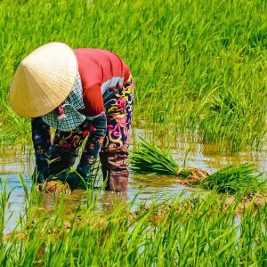Explore Tailor-Made Private Vietnam Tour for First-timers, Daily Start for 12 days with Agate Travel and discover unforgettable experiences - Photo 5