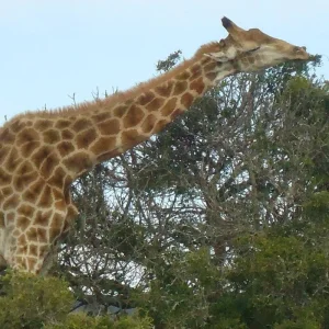 Explore 2 Day Garden Route Wildlife Safari Tour (Return) for 2 days with Cape Xtreme and discover unforgettable experiences - Photo 2