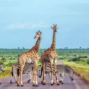 Explore South Africa Adventure for 12 days with INTRO Travel and discover unforgettable experiences - Photo 11