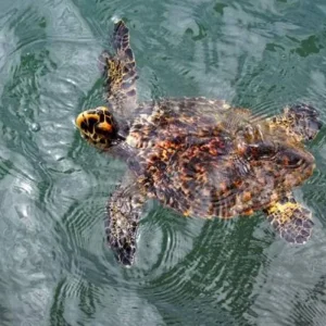 Explore South America's Forgotten Corner - Guyana, Suriname, French Guiana for 9 days with Penguin Travel and discover unforgettable experiences - Photo 8