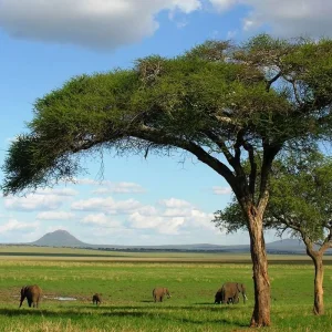 Explore 4-Day Mid-Range Luxury Tented Lodge and 1 Night Camping Safari for 4 days with Adventure Makers Tanzania and discover unforgettable experiences - Photo 4