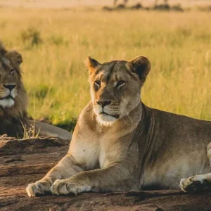 Explore 4-Day Mid-Range Luxury Tented Lodge and 1 Night Camping Safari for 4 days with Adventure Makers Tanzania and discover unforgettable experiences - Photo 11