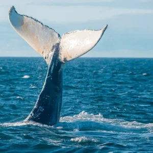 Explore Atlantic Canada Group Tour for 13 days with MEIERS WELTREISEN and discover unforgettable experiences - Photo 5