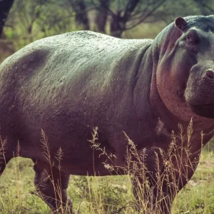 Explore Sabi Sands Safari from Maputo – 3 Days/2 Nights for 3 days with Across Africa Tours & Travel and discover unforgettable experiences - Photo 2