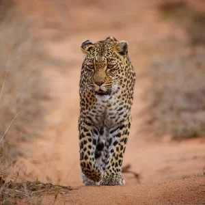 Explore Sabi Sands Safari from Maputo – 3 Days/2 Nights for 3 days with Across Africa Tours & Travel and discover unforgettable experiences - Photo 3