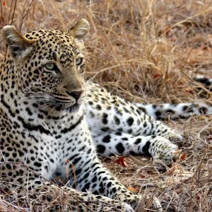 Explore Sabi Sands Safari from Maputo – 3 Days/2 Nights for 3 days with Across Africa Tours & Travel and discover unforgettable experiences - Photo 4