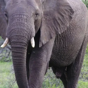 Explore Sabi Sands Safari from Maputo – 3 Days/2 Nights for 3 days with Across Africa Tours & Travel and discover unforgettable experiences - Photo 5