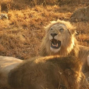 Explore Sabi Sands Safari from Maputo – 3 Days/2 Nights for 3 days with Across Africa Tours & Travel and discover unforgettable experiences - Photo 6