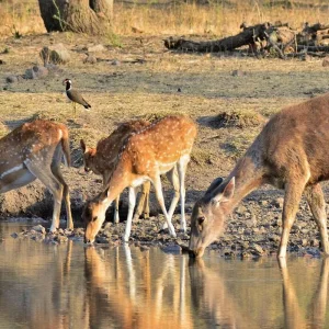 Explore India's Golden Triangle: A 7-Day Adventure from Delhi Airport to Agra, Ranthambore, and Jaipur for 7 days with Coxan Tours and discover unforgettable experiences - Photo 10