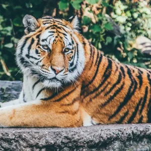 Explore India's Golden Triangle: A 7-Day Adventure from Delhi Airport to Agra, Ranthambore, and Jaipur for 7 days with Coxan Tours and discover unforgettable experiences - Photo 11