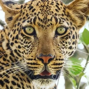 Explore Discover The World-class 3-Day Tanzania Safari From Zanzibar (Fly In - Fly Out) for 3 days with Africa Natural Tours and discover unforgettable experiences - Photo 4