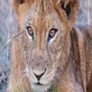 Explore Discover The World-class 3-Day Tanzania Safari From Zanzibar (Fly In - Fly Out) for 3 days with Africa Natural Tours and discover unforgettable experiences - Photo 5