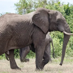 Explore Discover The World-class 3-Day Tanzania Safari From Zanzibar (Fly In - Fly Out) for 3 days with Africa Natural Tours and discover unforgettable experiences - Photo 6