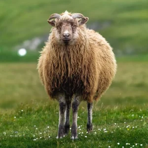 Explore Faroe Islands – Luxury Guided *TREK* (All Inclusive) for 8 days with Climbing Mountains and discover unforgettable experiences - Photo 3