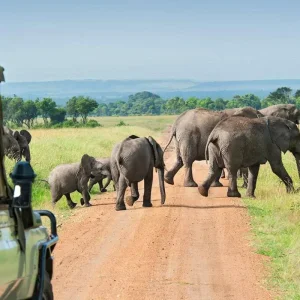 Explore Highlights of Kenya for 8 days with Costsaver and discover unforgettable experiences - Photo 2