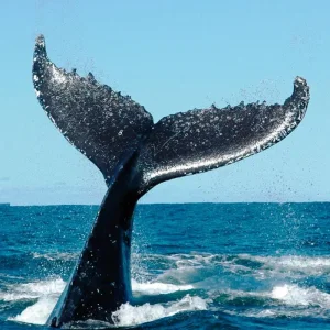 Explore The best sides of Madeira for 8 days with DERTOUR and discover unforgettable experiences - Photo 2