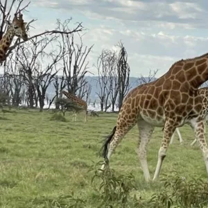 Explore 13 Day East Africa’s Golden Savannahs Year-Round Migration Safari for 13 days with Exciting Africa Holidays and discover unforgettable experiences - Photo 2