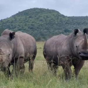 Explore 13 Day East Africa’s Golden Savannahs Year-Round Migration Safari for 13 days with Exciting Africa Holidays and discover unforgettable experiences - Photo 4