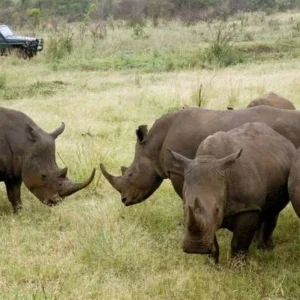 Explore 16 Days The Great Herds of Kenya & Tanzania Migration Signature Safari for 16 days with Exciting Africa Holidays and discover unforgettable experiences - Photo 3