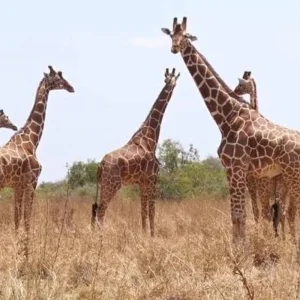Explore 16 Days The Great Herds of Kenya & Tanzania Migration Signature Safari for 16 days with Exciting Africa Holidays and discover unforgettable experiences - Photo 5