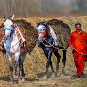 Explore 08 Days Swat Valley Cherry Blossom Tour Pakistan for 8 days with Rock Valley Tours Pvt Ltd and discover unforgettable experiences - Photo 10