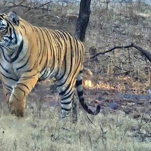 Explore India's Best Selling 6-Days Private Luxury Golden Triangle Tour with Ranthambore Tiger and Jhalana Leopard Safari for 6 days with India Golden Triangle Tours  and discover unforgettable experiences - Photo 8