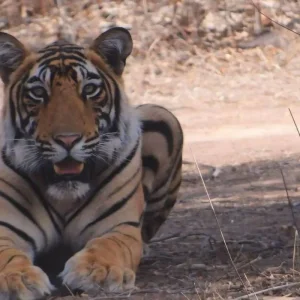 Explore India's Best Selling 6-Days Private Luxury Golden Triangle Tour with Ranthambore Tiger and Jhalana Leopard Safari for 6 days with India Golden Triangle Tours  and discover unforgettable experiences - Photo 9