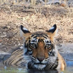 Explore India's Best Selling 6-Days Private Luxury Golden Triangle Tour with Ranthambore Tiger and Jhalana Leopard Safari for 6 days with India Golden Triangle Tours  and discover unforgettable experiences - Photo 10