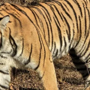 Explore India's Best Selling 6-Days Private Luxury Golden Triangle Tour with Ranthambore Tiger and Jhalana Leopard Safari for 6 days with India Golden Triangle Tours  and discover unforgettable experiences - Photo 11