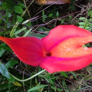 Explore Classic Inca Trail Trek 4D/3N to Machu Picchu (Group service ) for 4 days with Alpaca Expeditions and discover unforgettable experiences - Photo 3