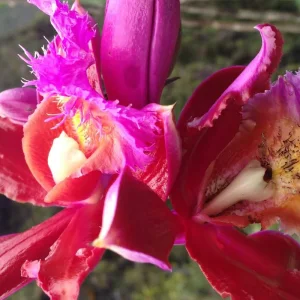 Explore Classic Inca Trail Trek 4D/3N to Machu Picchu (Group service ) for 4 days with Alpaca Expeditions and discover unforgettable experiences - Photo 5