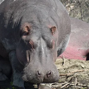 Explore 14 Days Kenya & Tanzania Photographic Signature Safari With Ali for 14 days with Exciting Africa Holidays and discover unforgettable experiences - Photo 5