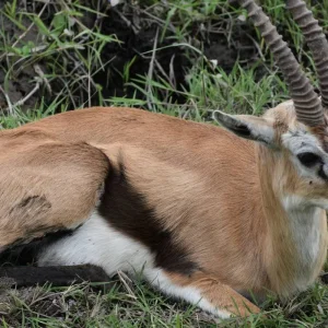 Explore 14 Days Kenya & Tanzania Photographic Signature Safari With Ali for 14 days with Exciting Africa Holidays and discover unforgettable experiences - Photo 7