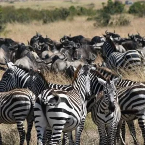 Explore 14 Days Kenya & Tanzania Photographic Signature Safari With Ali for 14 days with Exciting Africa Holidays and discover unforgettable experiences - Photo 11