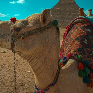Explore SAQQARA • DAHSHUR • GIZA PYRAMIDS — From First Experiments to Eternal Mastery for 1 days with Experience Egypt Tours and discover unforgettable experiences - Photo 11