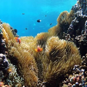 Explore RED SEA GIFTUN ISLAND ORANGE BAY Crossing to Turquoise Water and Open-Hearted Adventure for 1 days with Experience Egypt Tours and discover unforgettable experiences - Photo 2