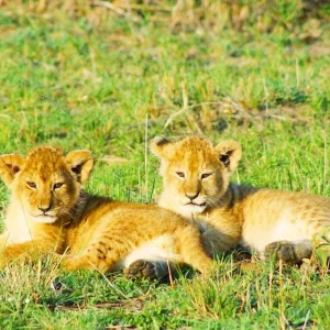 Explore Tailor-Made Best 7 Days Private Kenya Tour with 4-stars Lodges, Daily Start for 7 days with Agate Travel and discover unforgettable experiences - Photo 10