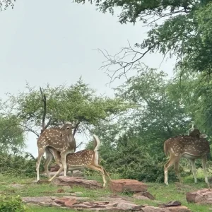 Explore Delhi to Ranthambore Tiger Reserve Safari Extension: A 3-Day Wildlife Adventure for 3 days with Agora Voyages OPC Pvt Ltd and discover unforgettable experiences - Photo 3