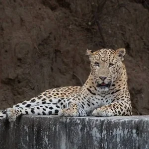 Explore Delhi to Ranthambore Tiger Reserve Safari Extension: A 3-Day Wildlife Adventure for 3 days with Agora Voyages OPC Pvt Ltd and discover unforgettable experiences - Photo 4