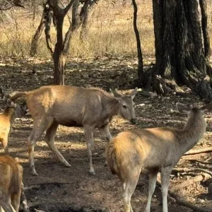 Explore Delhi to Ranthambore Tiger Reserve Safari Extension: A 3-Day Wildlife Adventure for 3 days with Agora Voyages OPC Pvt Ltd and discover unforgettable experiences - Photo 5