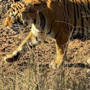 Explore Delhi to Ranthambore Tiger Reserve Safari Extension: A 3-Day Wildlife Adventure for 3 days with Agora Voyages OPC Pvt Ltd and discover unforgettable experiences - Photo 7