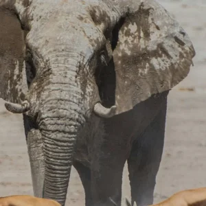 Explore 11 Day Wild Namibia Explorer (Accommodated) for 11 days with Drifters Adventure Tours and discover unforgettable experiences - Photo 3