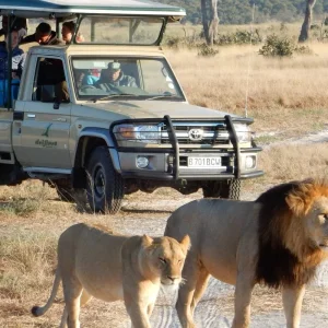 Explore 16 Day Botswana Explorer (Accommodated) for 16 days with Drifters Adventure Tours and discover unforgettable experiences - Photo 11