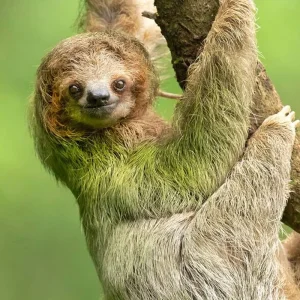 Explore Classic Costa Rica for 15 days with Intrepid Travel and discover unforgettable experiences - Photo 3