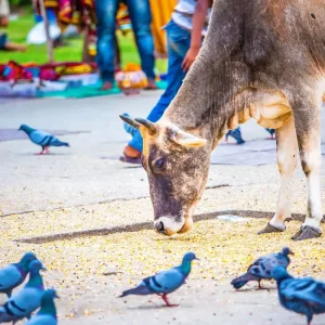 Explore Tailor-Made Best of India Tour with Daily Departure, Private Guide and Driver for 9 days with Agate Travel and discover unforgettable experiences - Photo 5