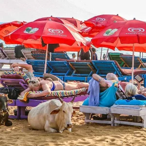 Explore Customized 14 Days Culture & Beach Family Holiday in India, Daily Depart for 14 days with Agate Travel and discover unforgettable experiences - Photo 11
